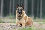 MALINOIS 574